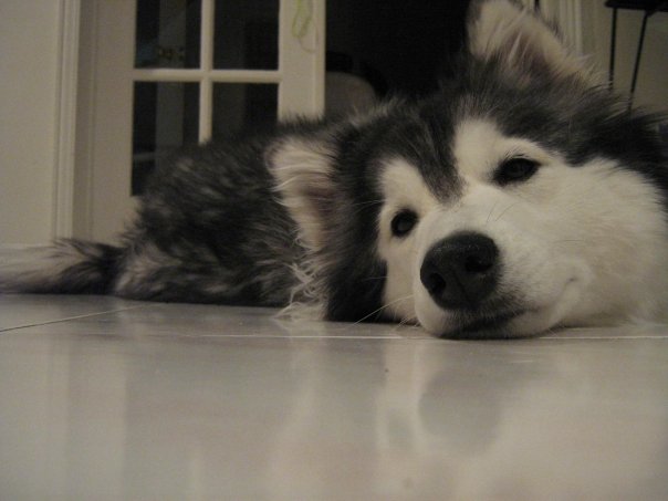 lazy Husky