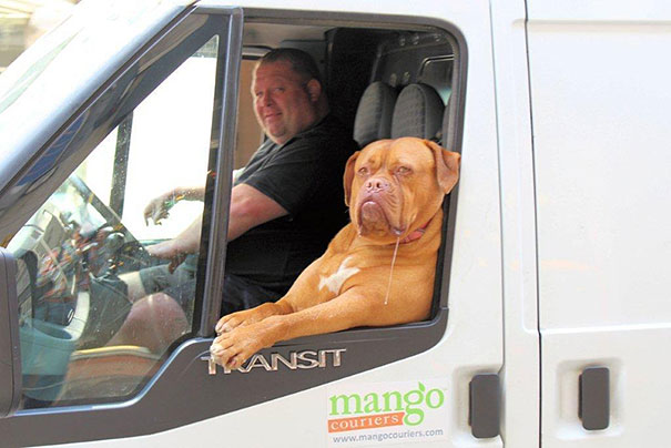 dog