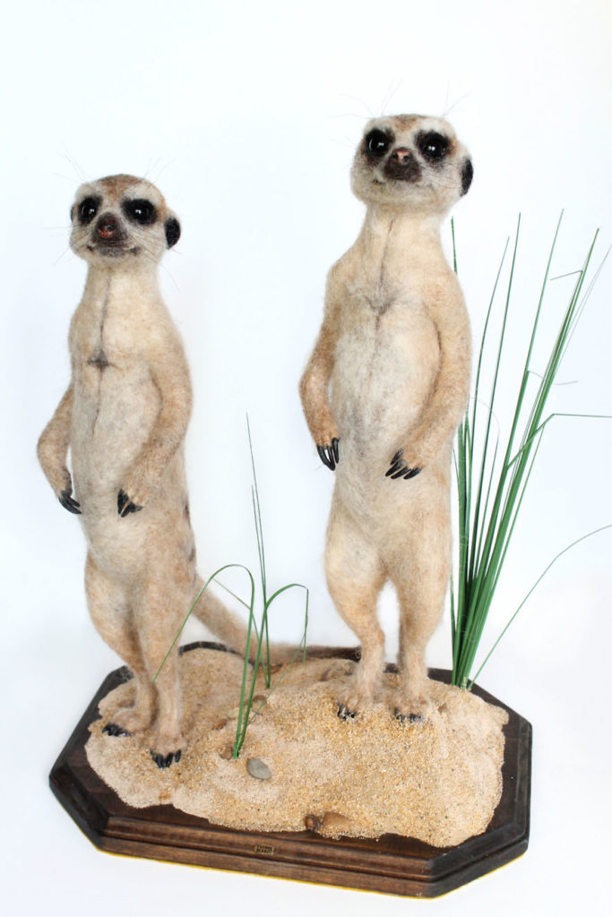 Meerkats