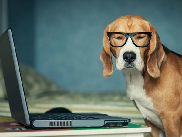 Nerdy dog
