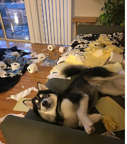 Humom