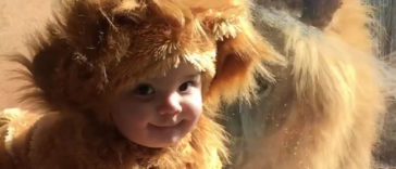 Baby meets a lion dressed as a Cub and this lion is confused silly