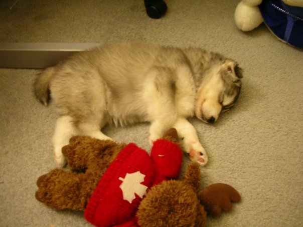 baby Husky