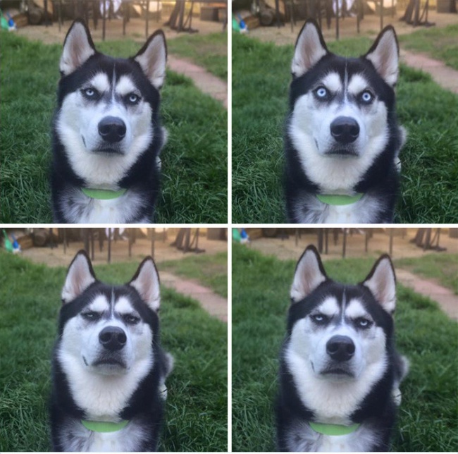 dog