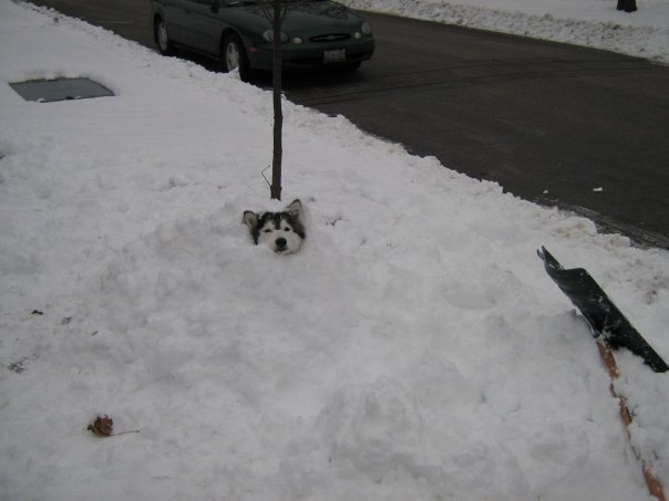 Husky in snow