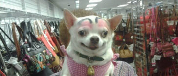 Dogs with fake funny eyebrows you can’t help laughing at