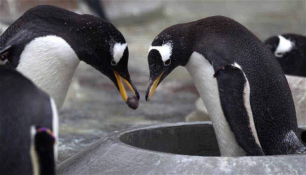 Penguins