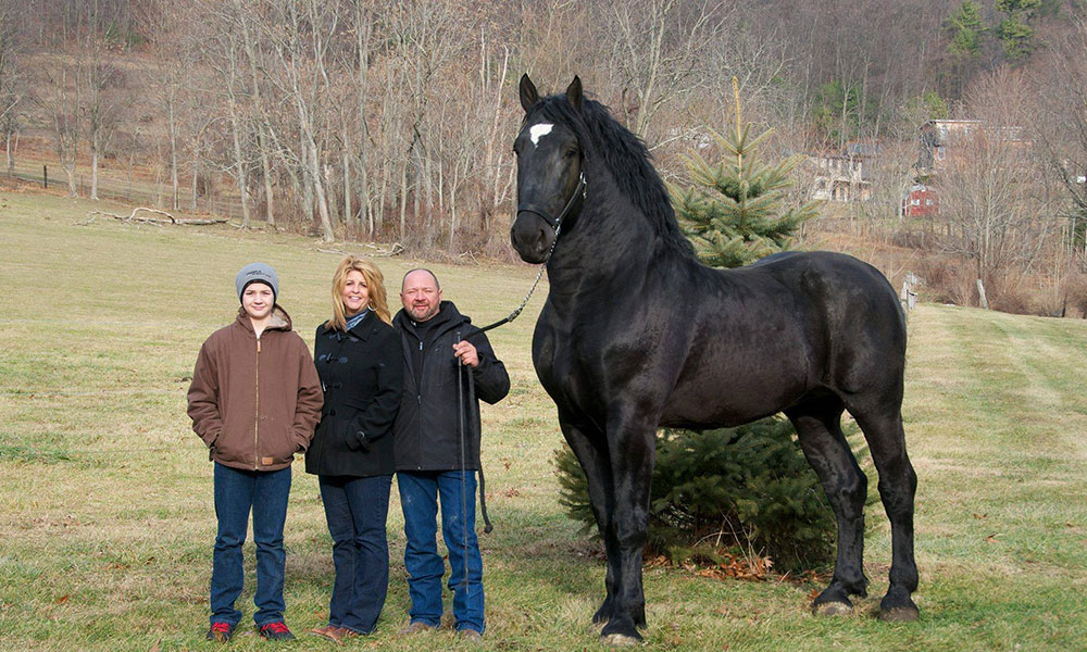 Percheron horses