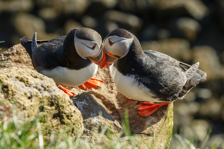 Puffins