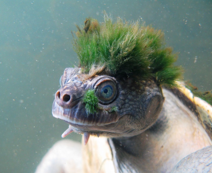 turtle