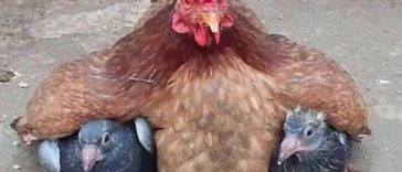 Funny Mother Hens shower their love even if the babies are adopt