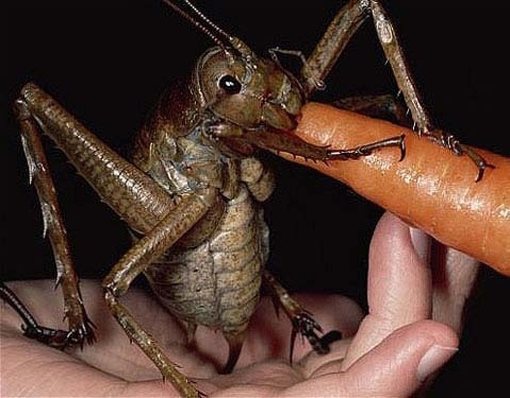 Giant Weta