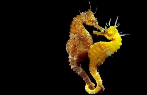 Sea Horses