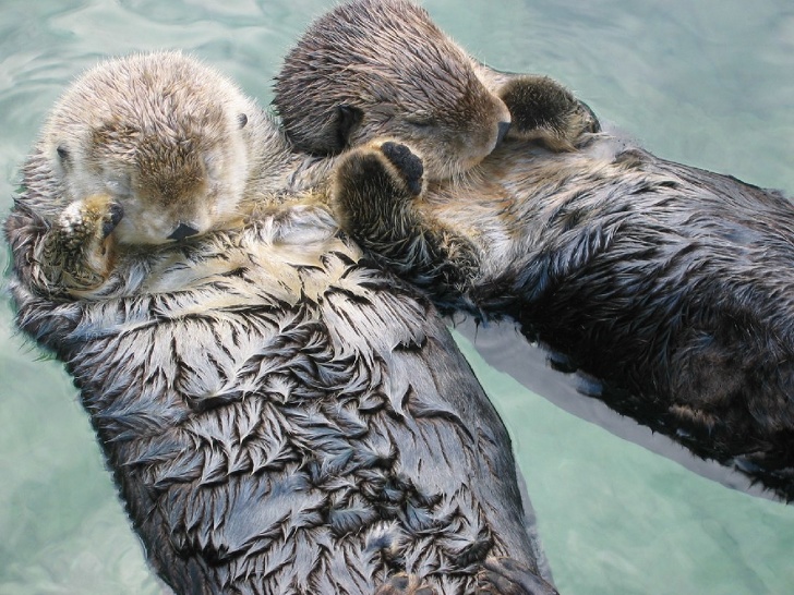 Sea Otters