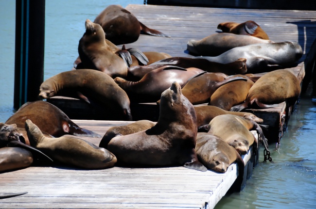 Animals ready for chilling in summer