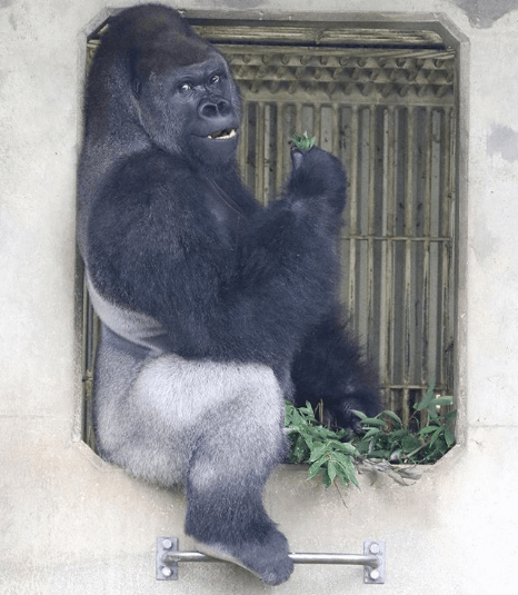 Animals that will make you reconsider your view of evolution