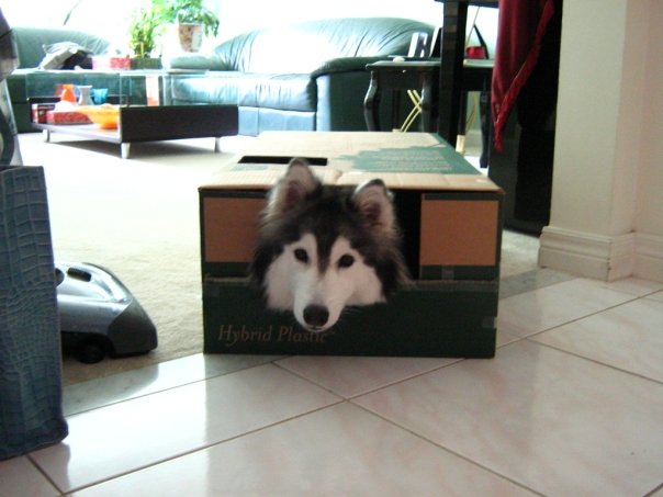 cute Husky