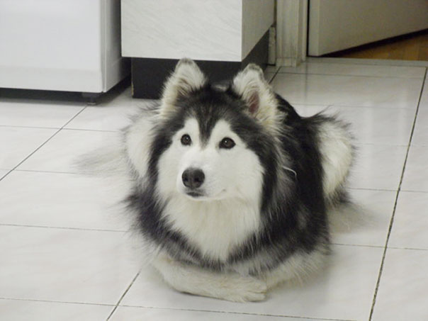 cute Husky