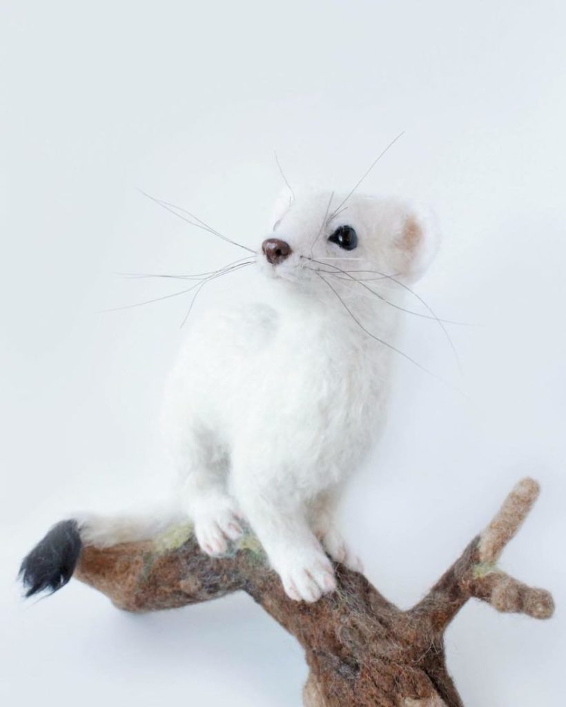 Short-Tailed Weasel