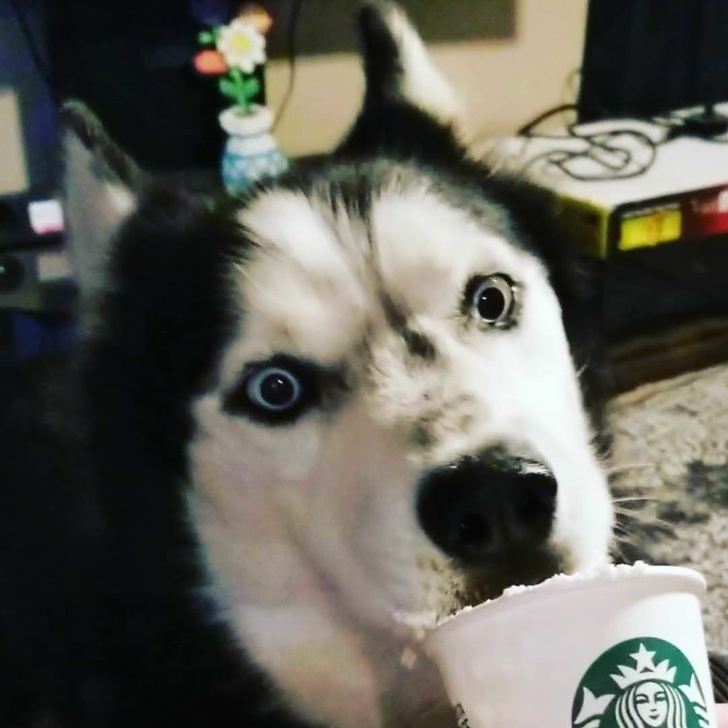 husky drinking coffee