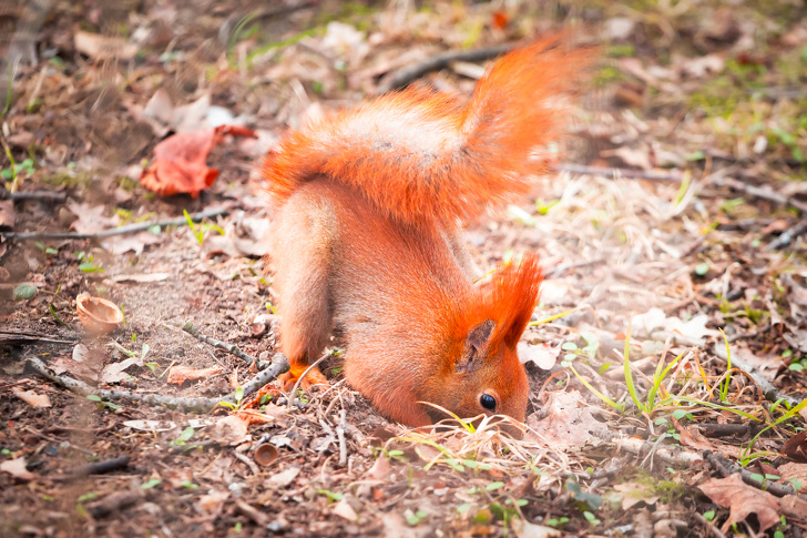 Squirrels