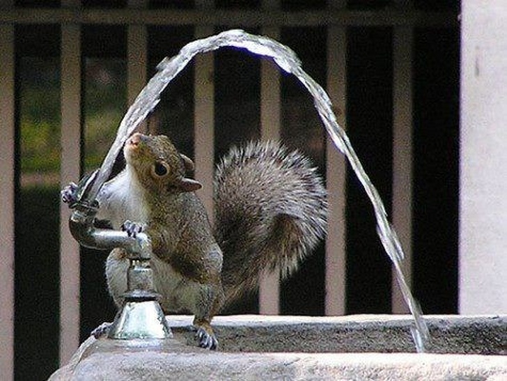 Animals ready for chilling in summer