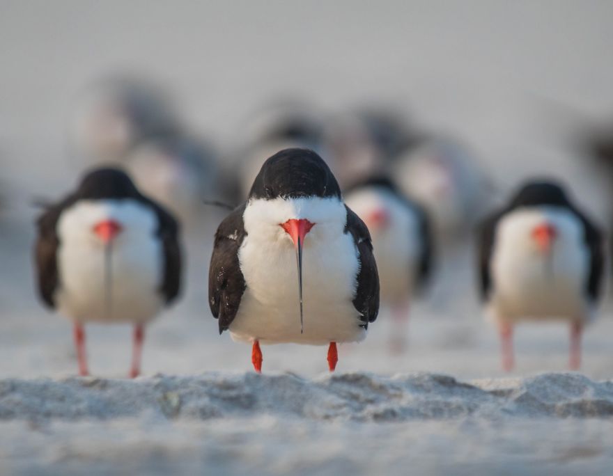 Black Skimmer