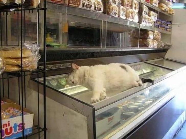 Animals ready for chilling in summer