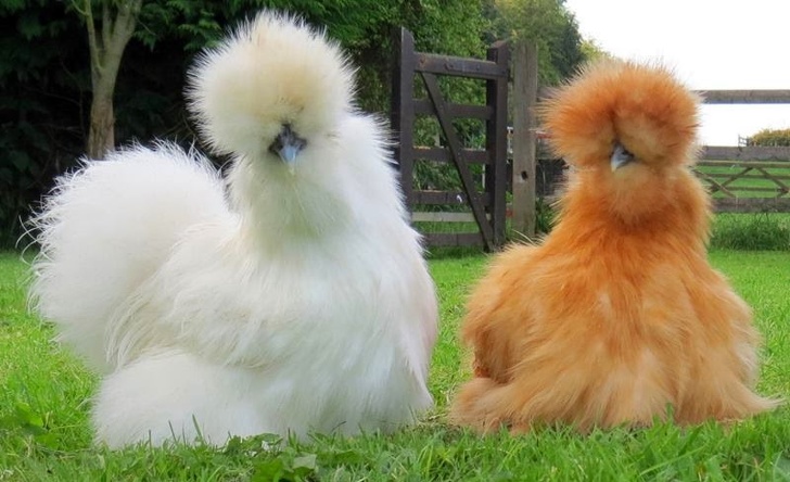 fluffy
