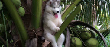 Husky Gets Stuck On Coconut Tree, The Internet Decides To Help…