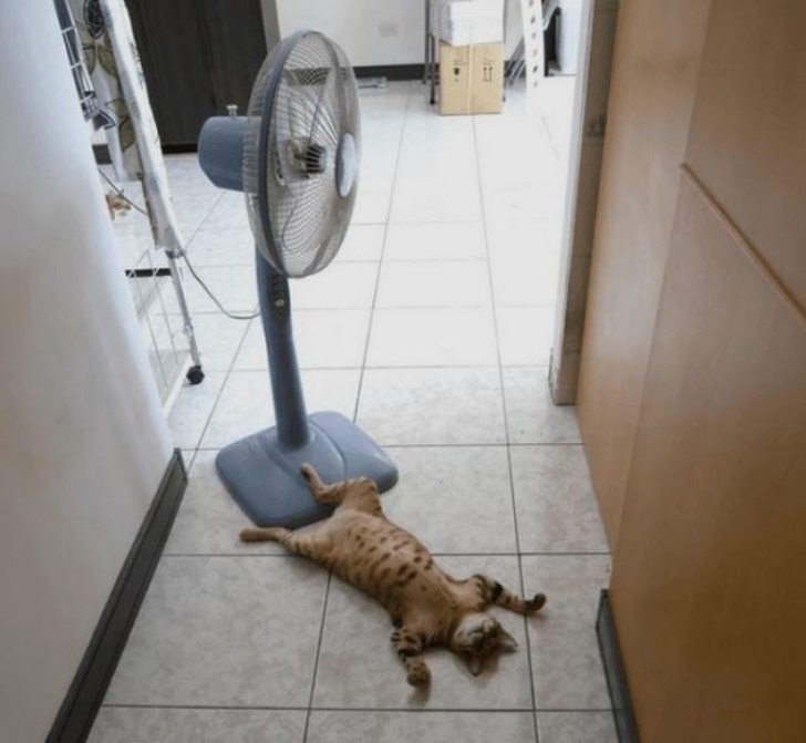 Animals ready for chilling in summer