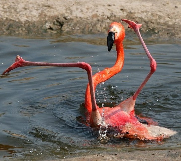 Flamingo