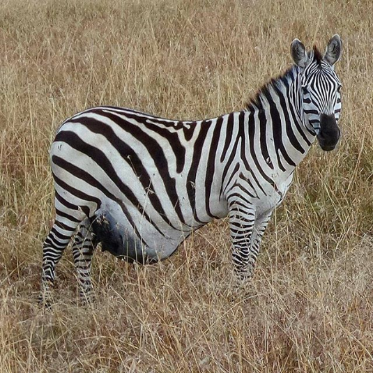 zebra