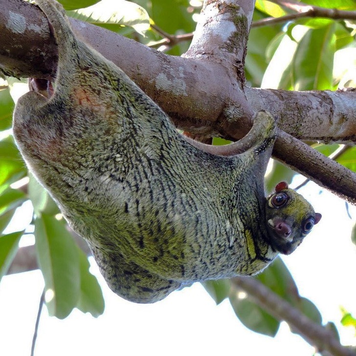 flying lemur