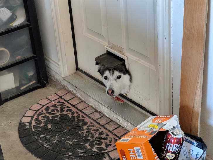cat door