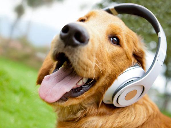 music freak