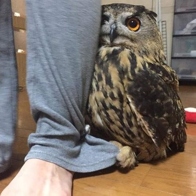 shy owl