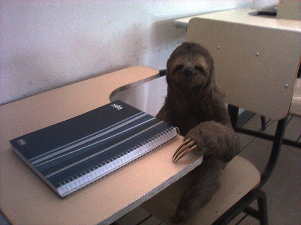 sloth