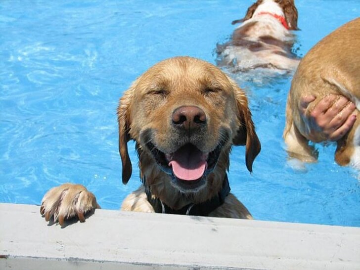 Animals ready for chilling in summer