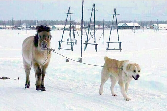Animals that will make you reconsider your view of evolution