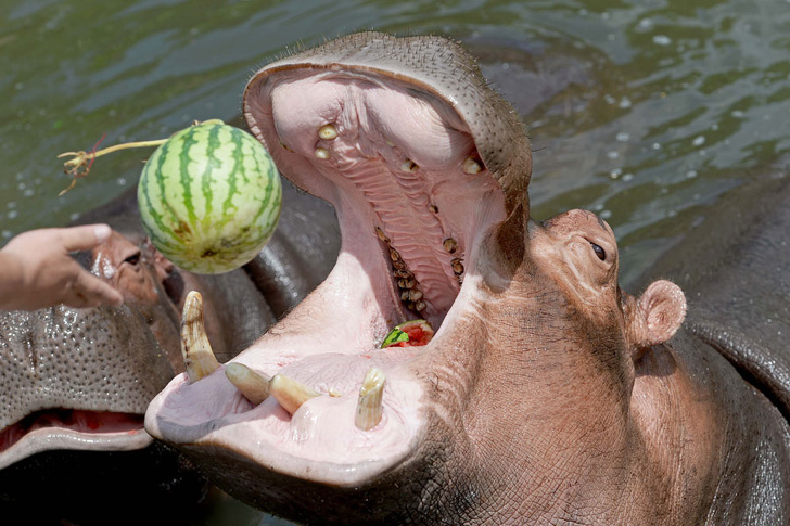 Animals ready for chilling in summer
