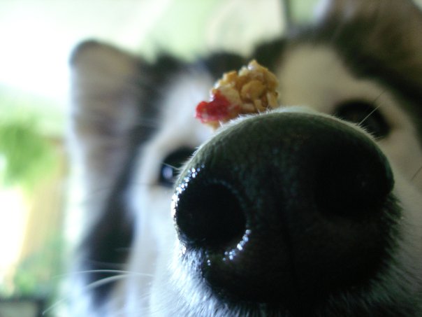Husky nose