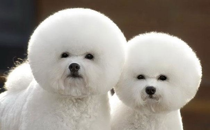 hairdresser