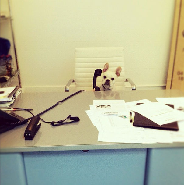 dog at office