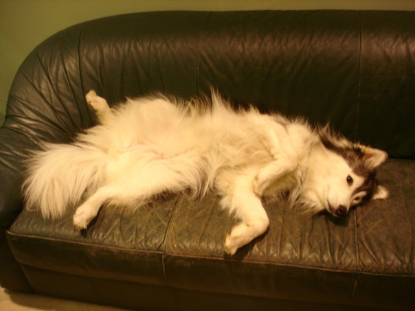 Husky in sofa