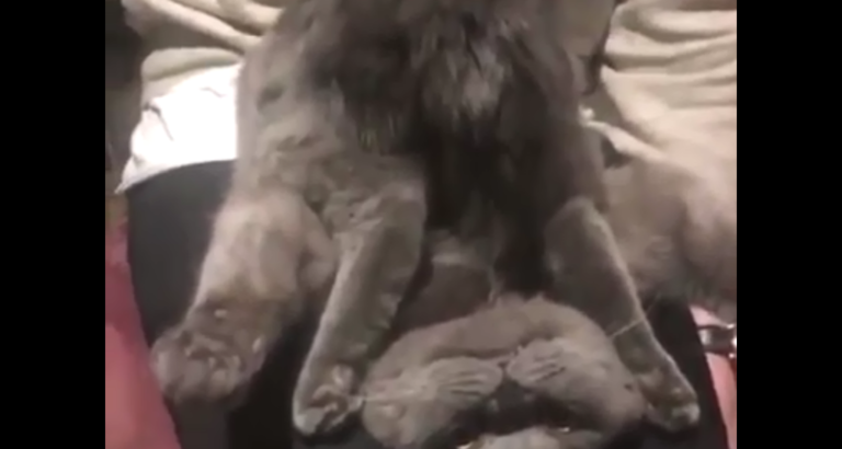 Cats doing weird and hilarious things