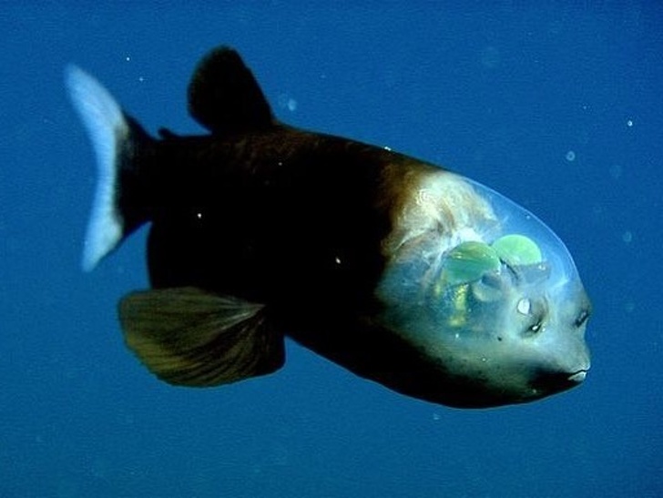 Barreleye fish