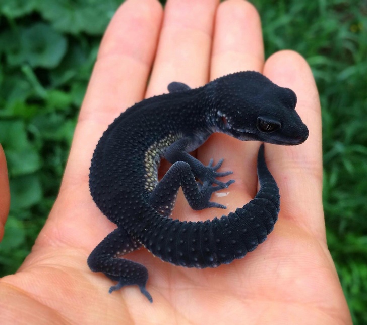Black lizard