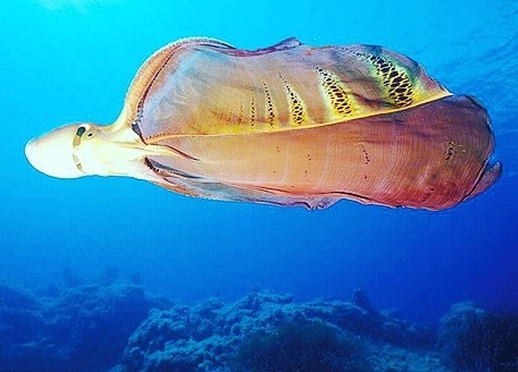Blanket octopus