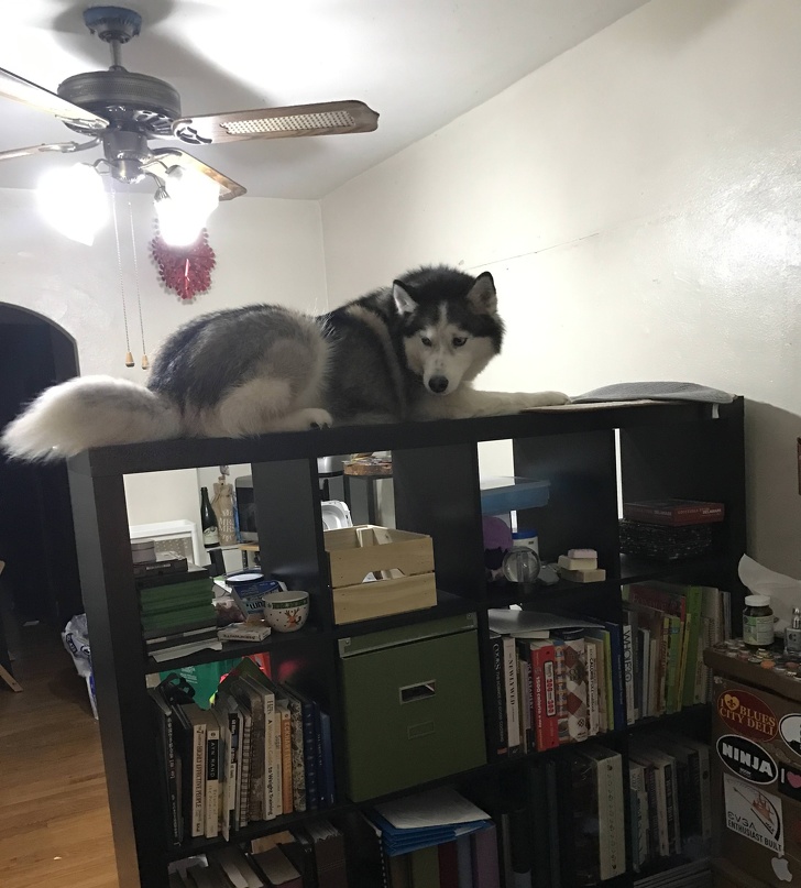 Bookshelf